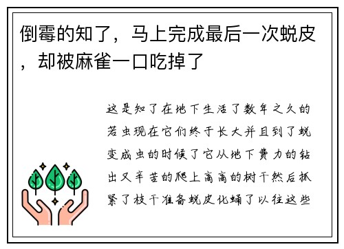 倒霉的知了，马上完成最后一次蜕皮，却被麻雀一口吃掉了